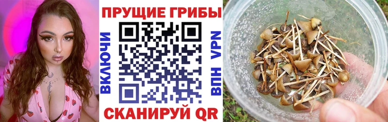 даркнет телеграм  даркнет сайт  Агрыз  Галлюциногенные грибы Psilocybe 
